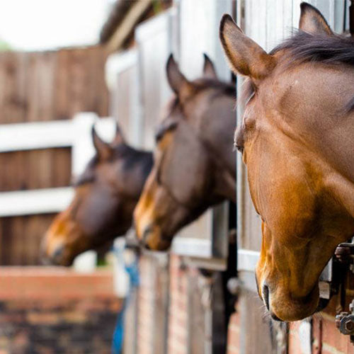 Stable / Tackroom