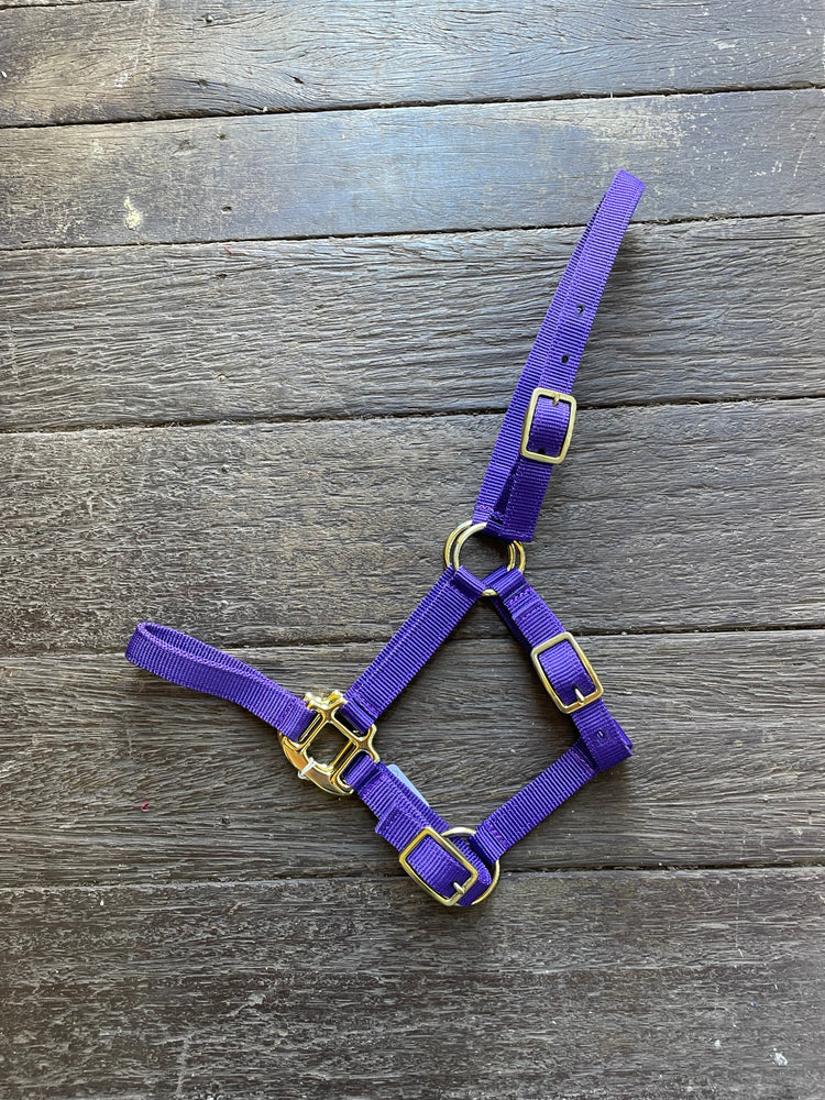 Foal Web Halter Purple