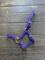 Foal Web Halter Purple