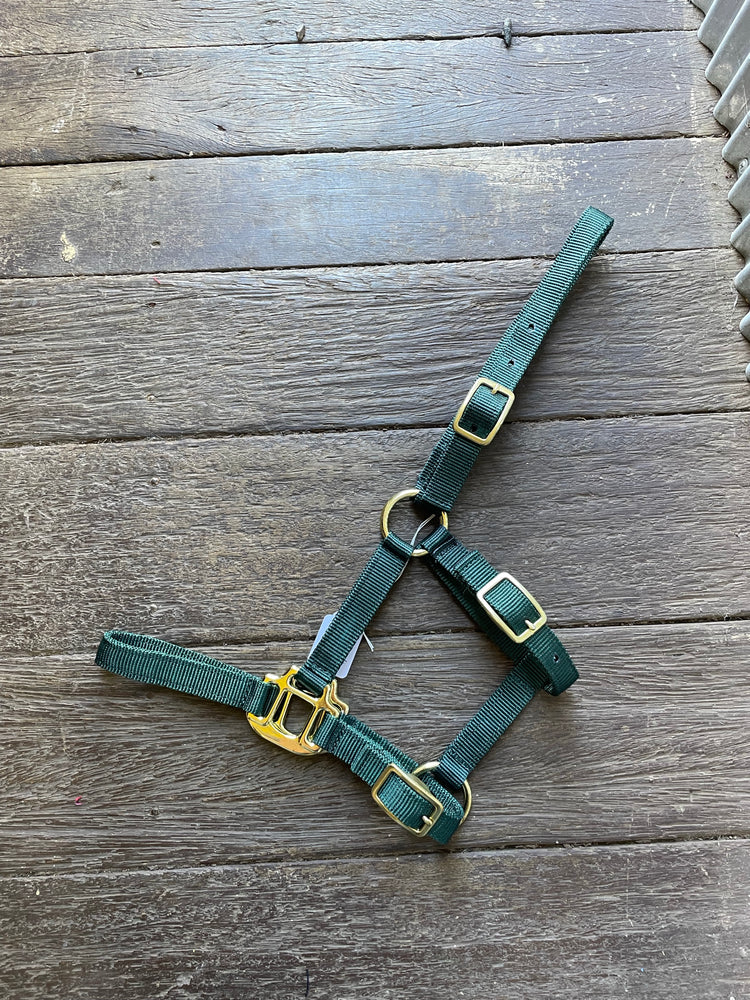 Foal Web Halter Green